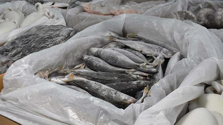 İzmir'de av yasağı başlamadan tekneler limana demir attı! İklim değişikliği ve müsilaj  balıkçılığı vurdu