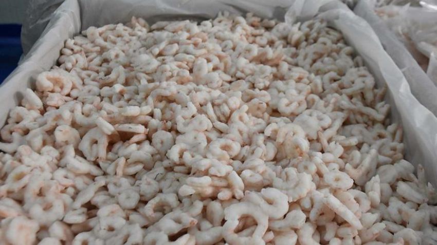 İzmir'de av yasağı başlamadan tekneler limana demir attı! İklim değişikliği ve müsilaj  balıkçılığı vurdu