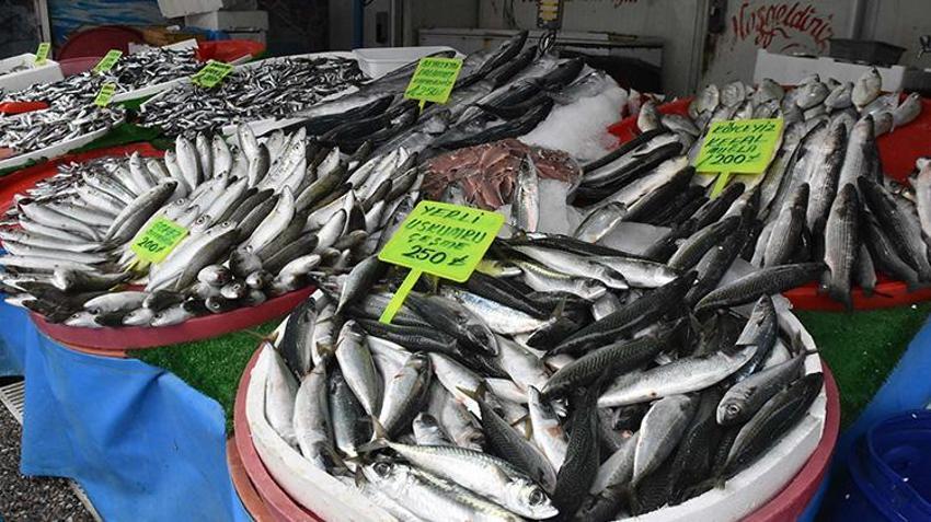 İzmir'de av yasağı başlamadan tekneler limana demir attı! İklim değişikliği ve müsilaj  balıkçılığı vurdu