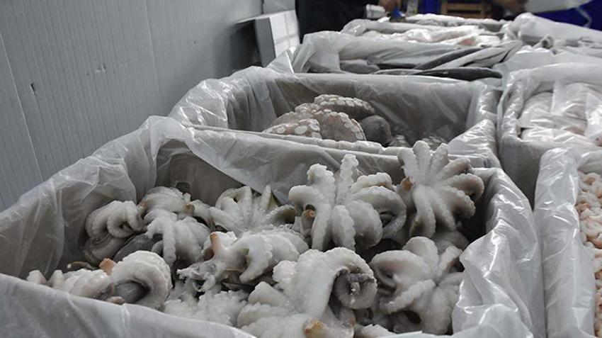 İzmir'de av yasağı başlamadan tekneler limana demir attı! İklim değişikliği ve müsilaj  balıkçılığı vurdu