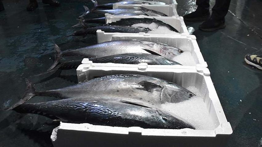 İzmir'de av yasağı başlamadan tekneler limana demir attı! İklim değişikliği ve müsilaj  balıkçılığı vurdu