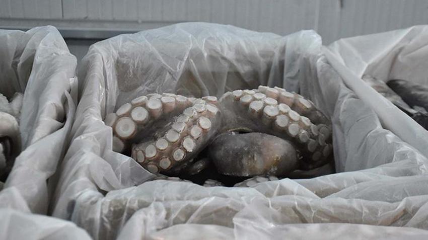 İzmir'de av yasağı başlamadan tekneler limana demir attı! İklim değişikliği ve müsilaj  balıkçılığı vurdu