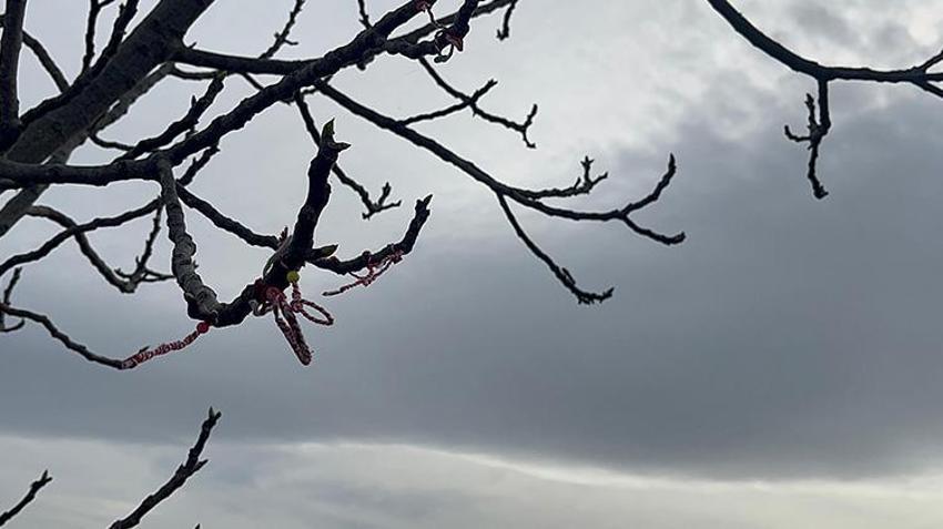 Marteniçkalar artık 'Yarençika' adını aldı! Baharın Dilekler tutuldu, marteniçkalar çiçek açan ağaçlara bağlandı