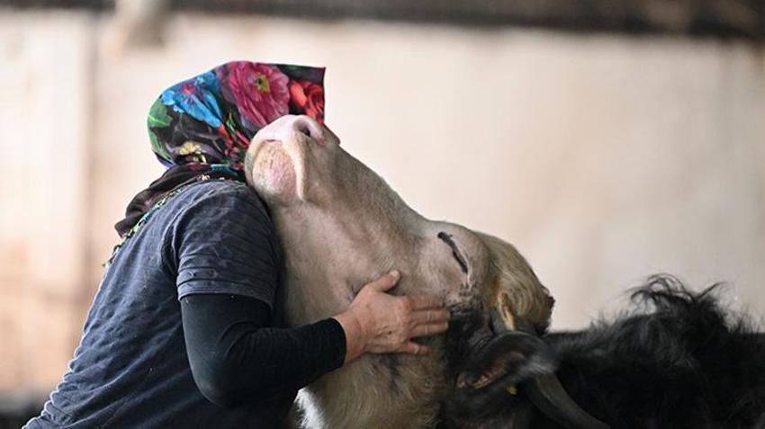 Düzce'de süt ve peynir ihtiyacıyla manda beslemeye başlayan kadın devlet desteğiyle çiftlik açtı!