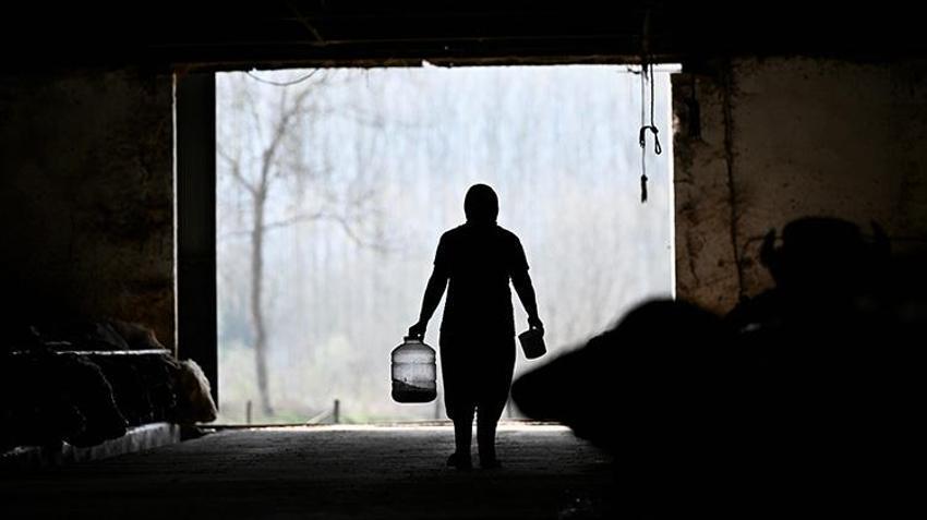 Düzce'de süt ve peynir ihtiyacıyla manda beslemeye başlayan kadın devlet desteğiyle çiftlik açtı!