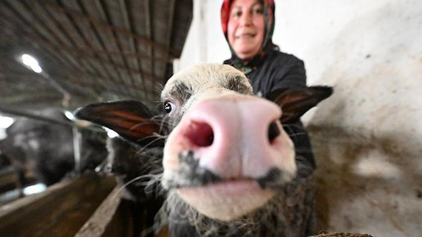 Düzce'de süt ve peynir ihtiyacıyla manda beslemeye başlayan kadın devlet desteğiyle çiftlik açtı!
