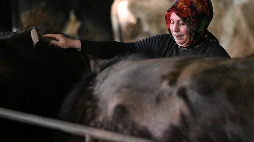 Düzce'de süt ve peynir ihtiyacıyla manda beslemeye başlayan kadın devlet desteğiyle çiftlik açtı!