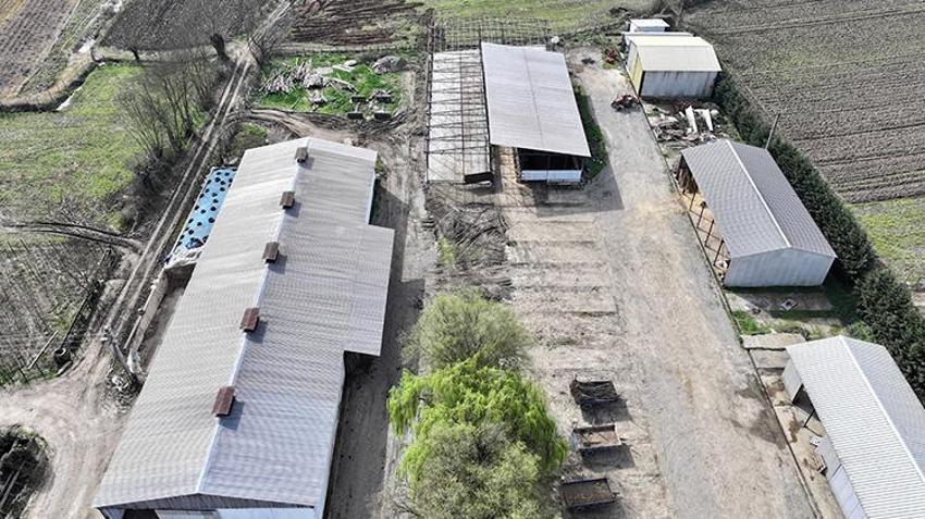 Düzce'de süt ve peynir ihtiyacıyla manda beslemeye başlayan kadın devlet desteğiyle çiftlik açtı!