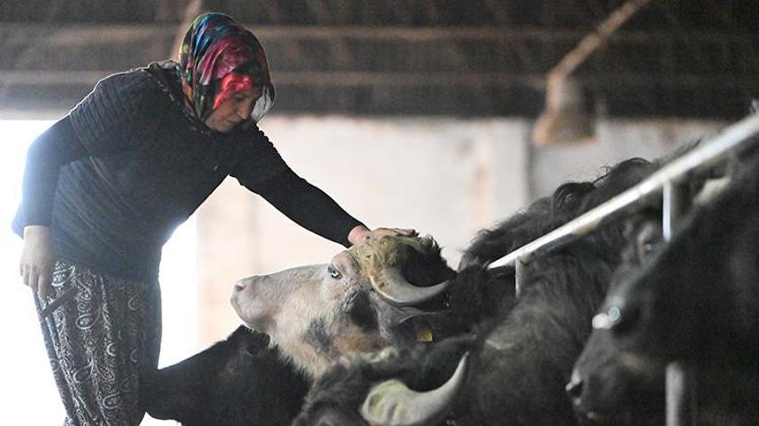 Düzce'de süt ve peynir ihtiyacıyla manda beslemeye başlayan kadın devlet desteğiyle çiftlik açtı!