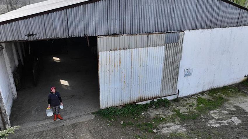 Düzce'de süt ve peynir ihtiyacıyla manda beslemeye başlayan kadın devlet desteğiyle çiftlik açtı!