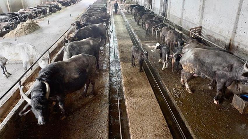 Düzce'de süt ve peynir ihtiyacıyla manda beslemeye başlayan kadın devlet desteğiyle çiftlik açtı!