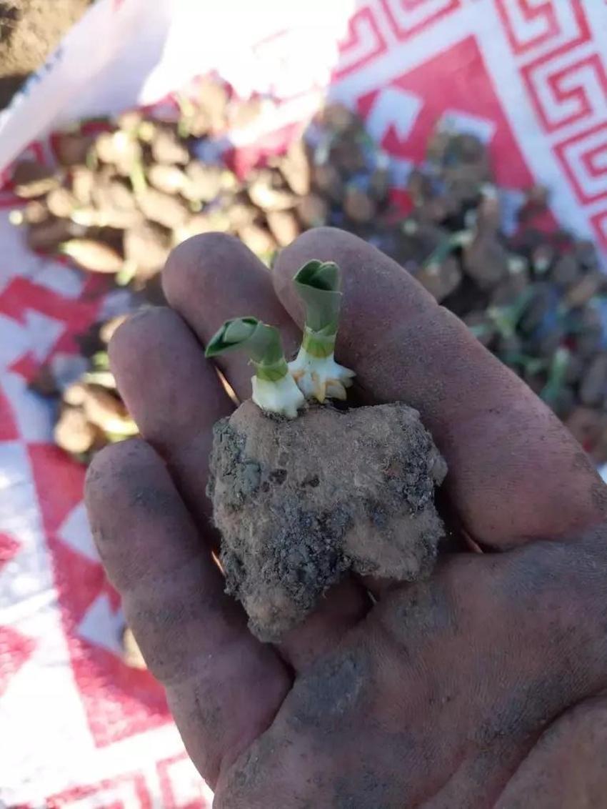 Çocukken topladığı ürün şimdi altın değerinde!  50 kilosu 125 bin TL'ye satılıyor: Köyüne koŞtu