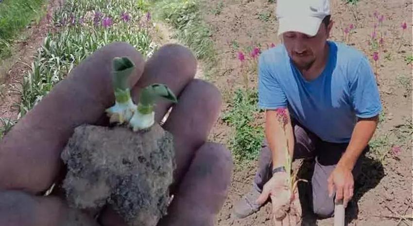 Çocukken topladığı ürün şimdi altın değerinde!  50 kilosu 125 bin TL'ye satılıyor: Köyüne koŞtu