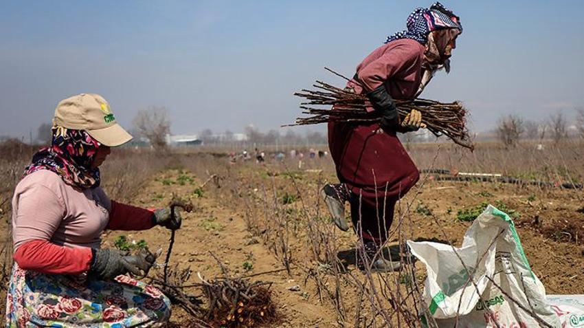 Bursa'dan dünyaya gönderiliyor! Bir mahallenin geçim kaynağı, hasadı devam ediyor