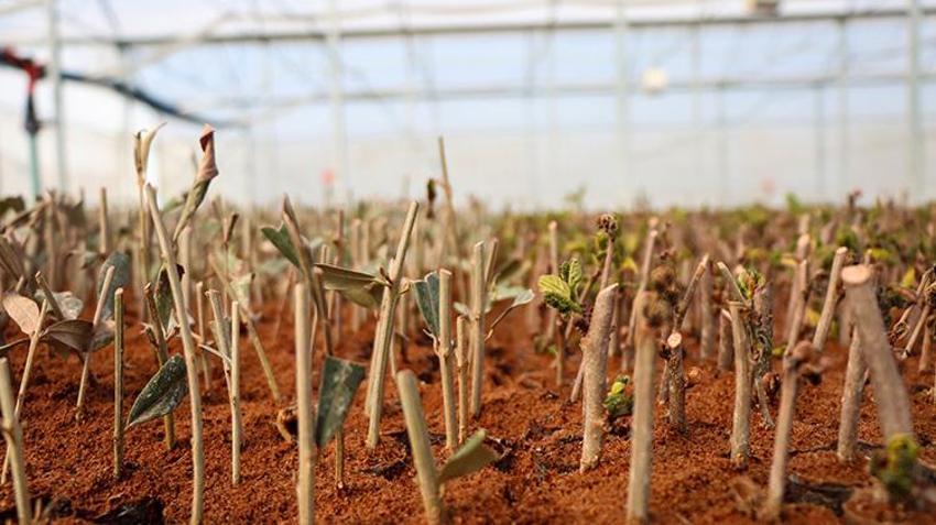 Bursa'dan dünyaya gönderiliyor! Bir mahallenin geçim kaynağı, hasadı devam ediyor