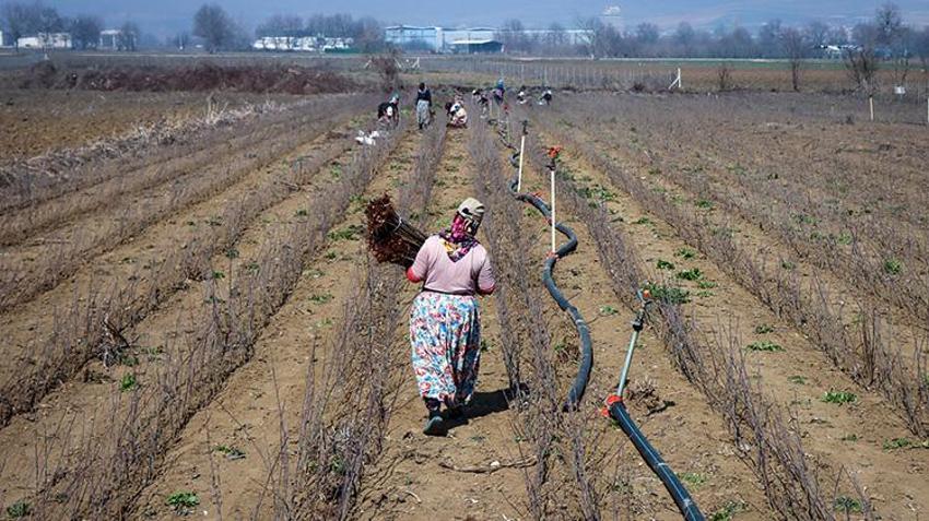 Bursa'dan dünyaya gönderiliyor! Bir mahallenin geçim kaynağı, hasadı devam ediyor