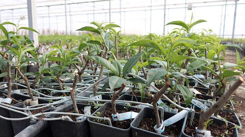 Bursa'dan dünyaya gönderiliyor! Bir mahallenin geçim kaynağı, hasadı devam ediyor