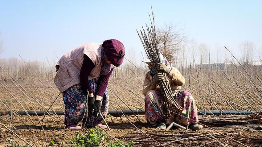 Bursa'dan dünyaya gönderiliyor! Bir mahallenin geçim kaynağı, hasadı devam ediyor