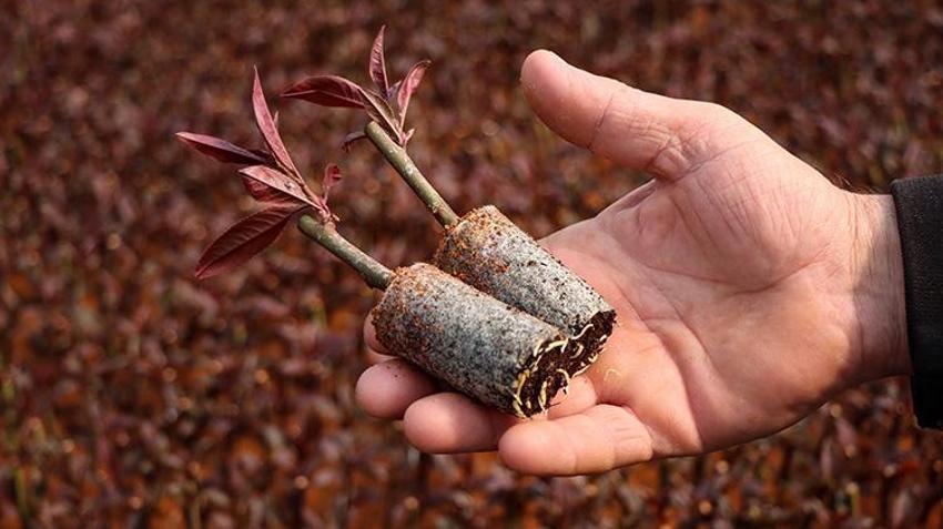 Bursa'dan dünyaya gönderiliyor! Bir mahallenin geçim kaynağı, hasadı devam ediyor