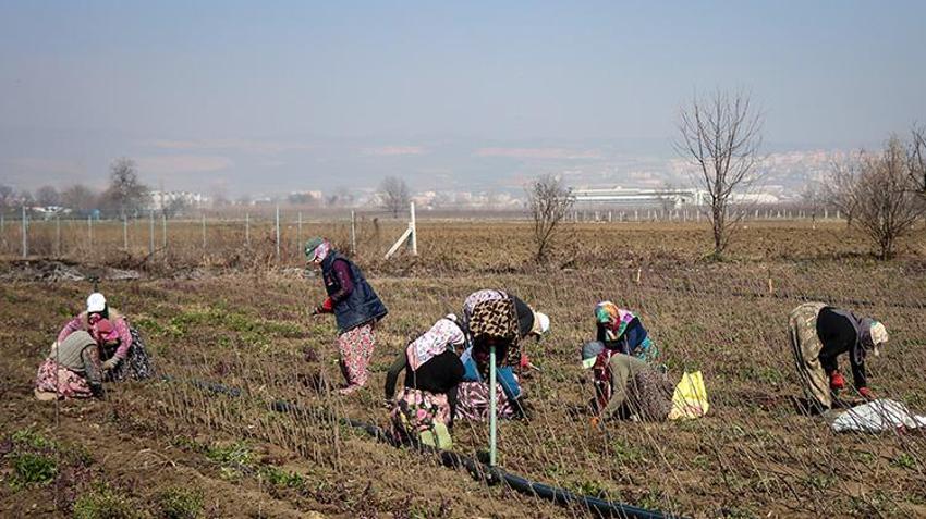 Bursa'dan dünyaya gönderiliyor! Bir mahallenin geçim kaynağı, hasadı devam ediyor