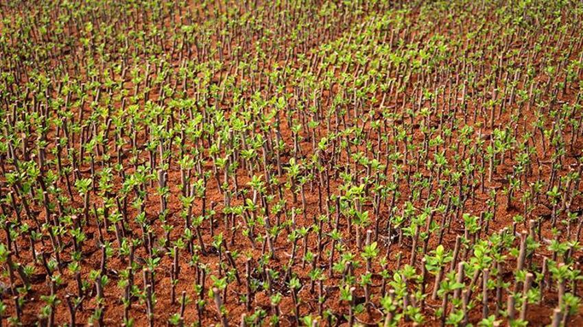 Bursa'dan dünyaya gönderiliyor! Bir mahallenin geçim kaynağı, hasadı devam ediyor