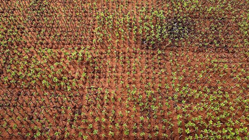 Bursa'dan dünyaya gönderiliyor! Bir mahallenin geçim kaynağı, hasadı devam ediyor