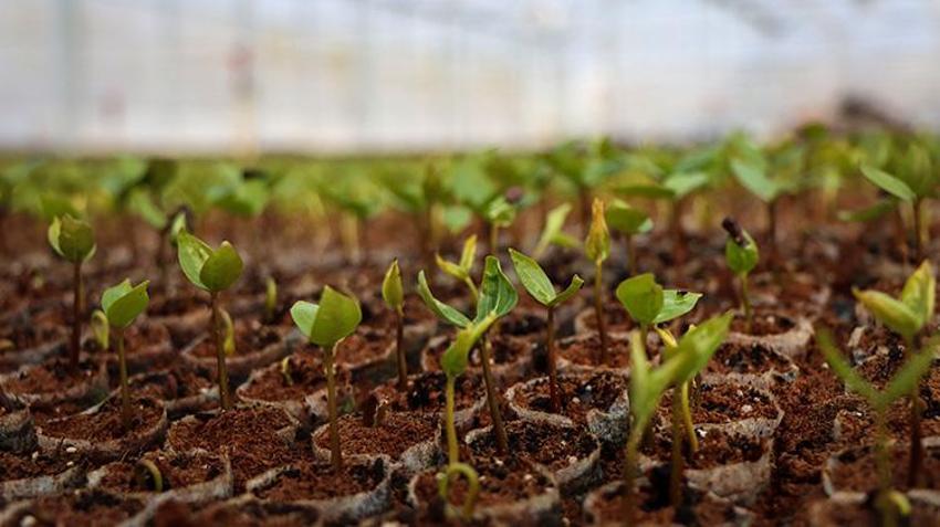 Bursa'dan dünyaya gönderiliyor! Bir mahallenin geçim kaynağı, hasadı devam ediyor