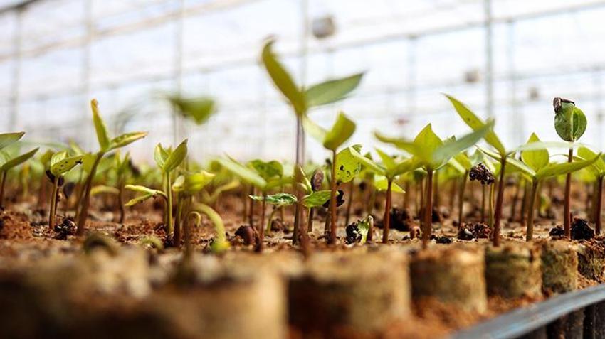 Bursa'dan dünyaya gönderiliyor! Bir mahallenin geçim kaynağı, hasadı devam ediyor