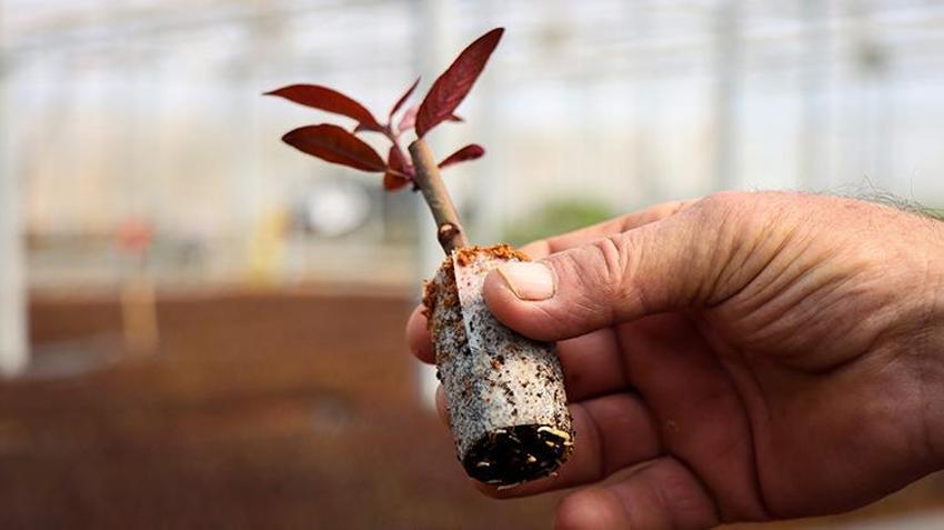 Bursa'dan dünyaya gönderiliyor! Bir mahallenin geçim kaynağı, hasadı devam ediyor