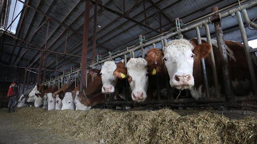 Muş'ta devlet desteğiyle çiftlik kuran girişimci günde 1 ton süt üretiyor!