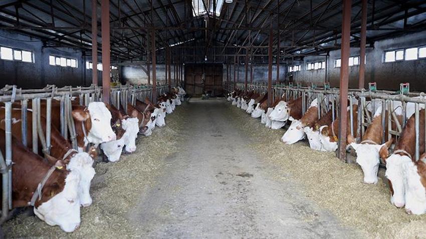 Muş'ta devlet desteğiyle çiftlik kuran girişimci günde 1 ton süt üretiyor!