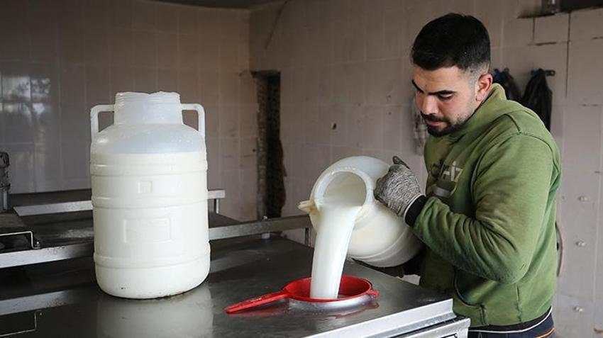 Muş'ta devlet desteğiyle çiftlik kuran girişimci günde 1 ton süt üretiyor!