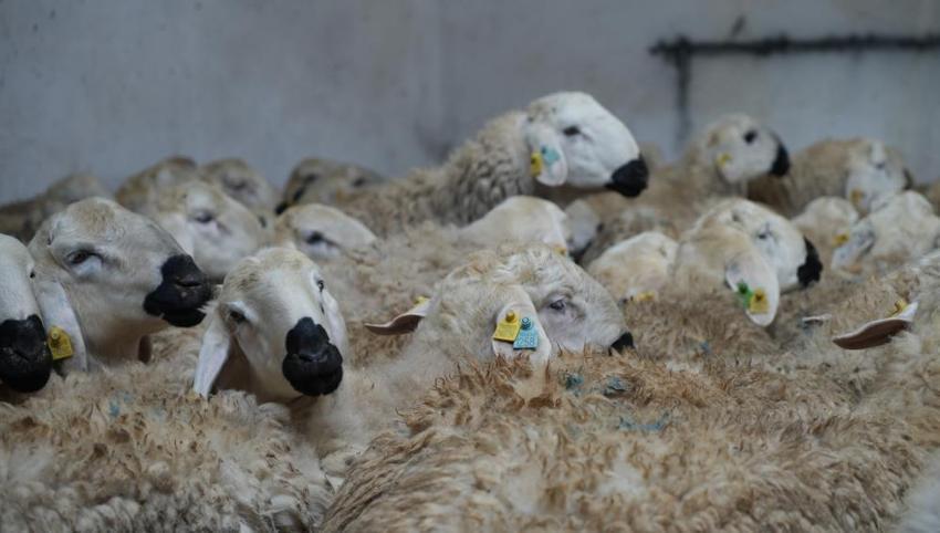 Kendisi üretici eşi çoban! Kadın girişimci kocasının sigortasını ödüyor