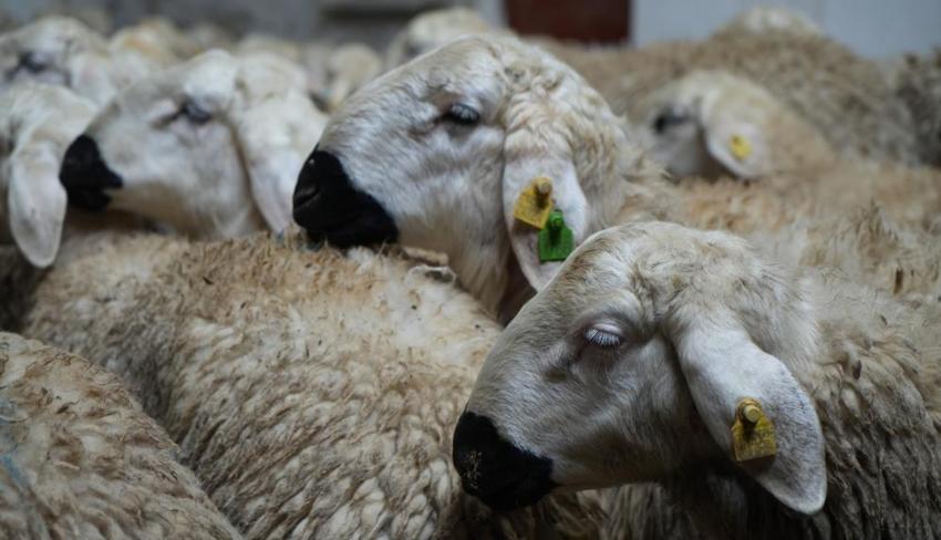 Kendisi üretici eşi çoban! Kadın girişimci kocasının sigortasını ödüyor