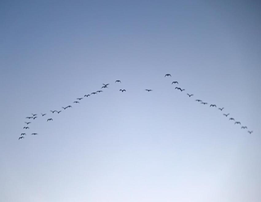 Bitlis'te göçmen kuş mesaisi! Her şey tek bir kare için, sadece orada bekliyor