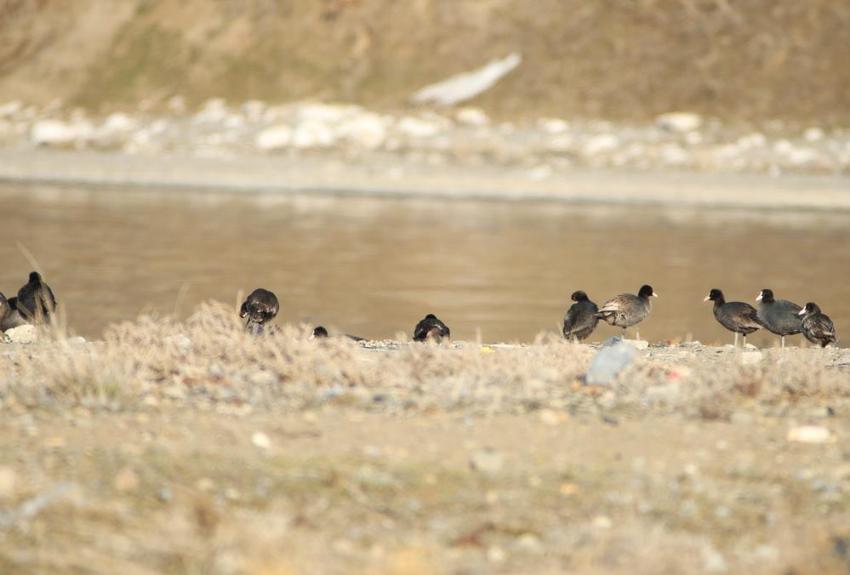 Bitlis'te göçmen kuş mesaisi! Her şey tek bir kare için, sadece orada bekliyor