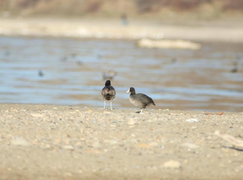 Bitlis'te göçmen kuş mesaisi! Her şey tek bir kare için, sadece orada bekliyor