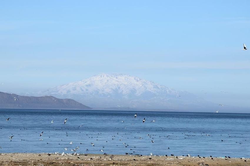 Bitlis'te göçmen kuş mesaisi! Her şey tek bir kare için, sadece orada bekliyor