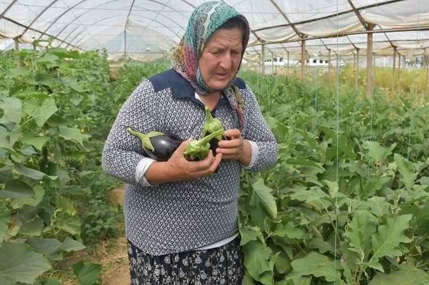 Akrabasının verdiği tohumla işe başladı, 50 dekar üretime ulaştı! Ünlü isimlere de Satıyor