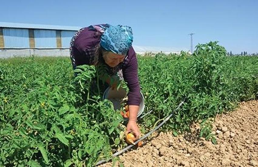 Akrabasının verdiği tohumla işe başladı, 50 dekar üretime ulaştı! Ünlü isimlere de Satıyor
