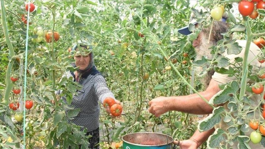 Akrabasının verdiği tohumla işe başladı, 50 dekar üretime ulaştı! Ünlü isimlere de Satıyor