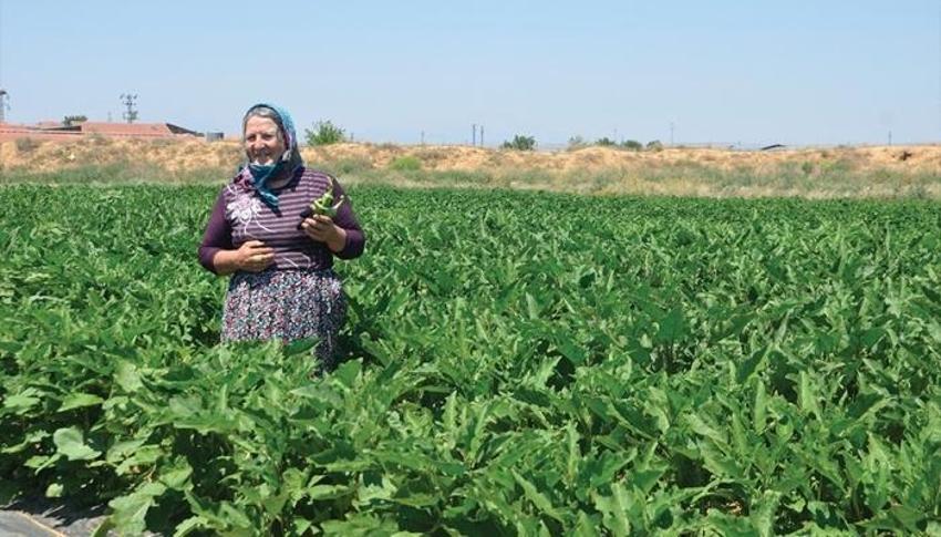 Akrabasının verdiği tohumla işe başladı, 50 dekar üretime ulaştı! Ünlü isimlere de Satıyor