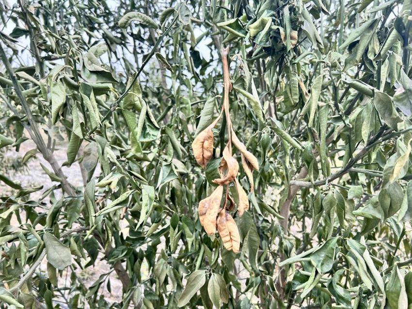 Türkiye'nin üretim merkezinde zarar yüzde 70! Soğuk hava dalgası hepsini yaktı