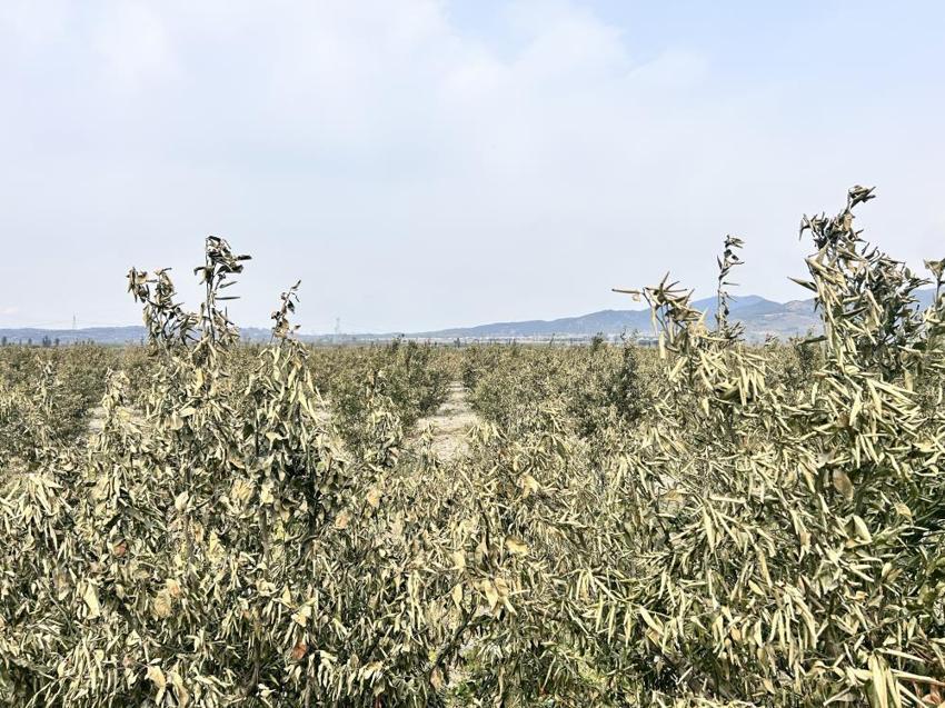 Türkiye'nin üretim merkezinde zarar yüzde 70! Soğuk hava dalgası hepsini yaktı