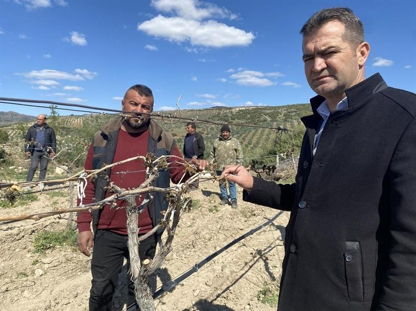 Manisa'da üzüm bağlarını don vurdu
