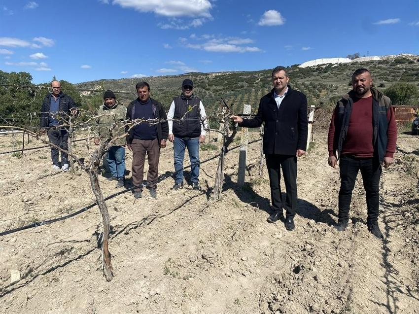 Manisa'da üzüm bağlarını don vurdu