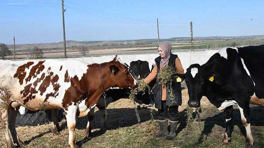 Köye yerleşip devlet desteğiyle hayvancılık yapmaya başladılar! İnek sayısını 2 yılda katladı