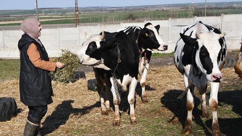Köye yerleşip devlet desteğiyle hayvancılık yapmaya başladılar! İnek sayısını 2 yılda katladı