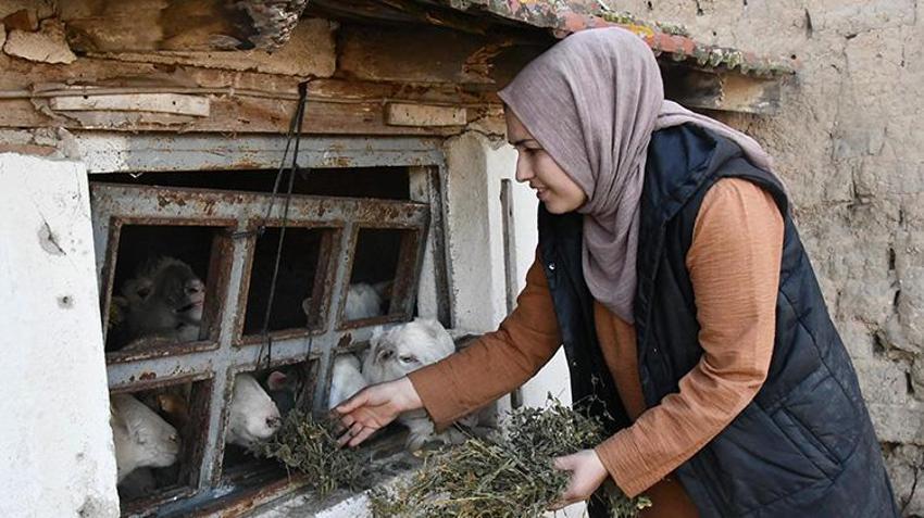 Köye yerleşip devlet desteğiyle hayvancılık yapmaya başladılar! İnek sayısını 2 yılda katladı