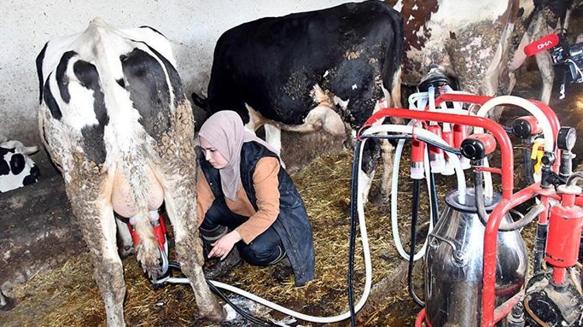 Köye yerleşip devlet desteğiyle hayvancılık yapmaya başladılar! İnek sayısını 2 yılda katladı